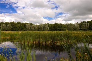 landschap