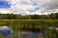 landschap, Natuurgebied Loetbos, landschap