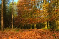 Herfst,  Gorp de Leij - Abcoven, Herfst