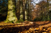 Herfst,  Gorp de Leij - Abcoven, Herfst