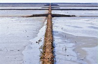 landschap, friesche wad het bilt, friesche wad het bilt