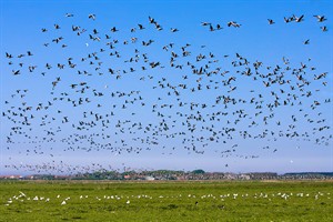 trekvogels van het weiland (rustplaats) vertrekken