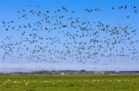 trekvogels van het weiland (rustplaats) vertrekken, Ameland, trekvogels van het weiland (rustplaats) vertrekken