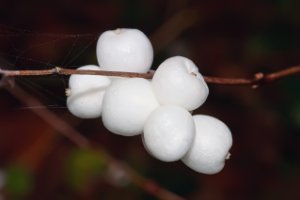 Sneeuwbessen in Meijendel