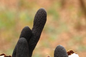 Houtknotszwammen (Xylaria polymorpha)