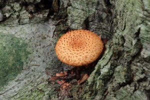 Schubbige Bundelzwam; Pholiota squarrosa; Shaggy scalycap