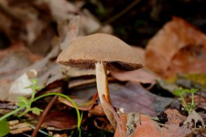 bruine paddestoelen