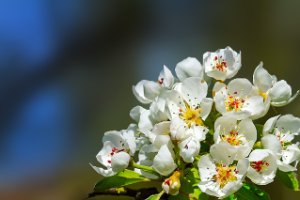 Bloemen