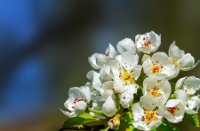 Bloemen, Appelsdijk, Bloemen