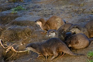 Otters