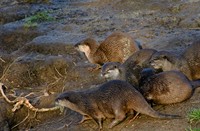 Otters, Het Flevo landschap, Otter