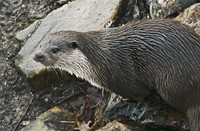 otter, Het flevo landschap, Otter