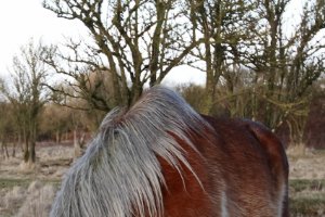 Wilde Paard