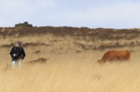 Tussen de Hooglanders in de heide 