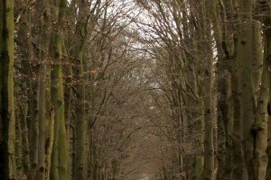 Wandelen onder de hoge bomen en genieten van Natuur.