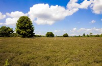 landschap, het Gooi (Westerheide), landschap