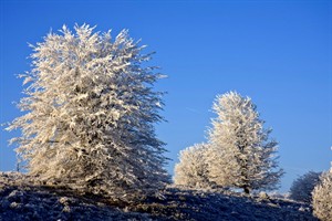 Veluwezoom veranderd in een witte oase in de winter