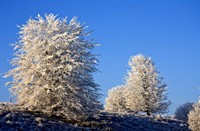 Veluwezoom veranderd in een witte oase in de winter