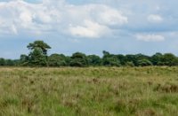 Landschap, Leersumse veld , Landschap