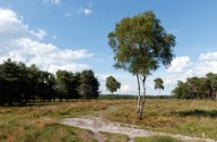 Landschap, Boswachterij Leersum, Landschap