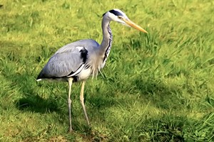 Blauwe Reiger