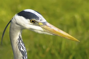 Blauwe Reiger kijkt niet zo lief...