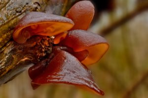 Judasoor (Auricularia auricula-judea)