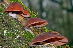 Judasoor (Auricularia auricula-judea)