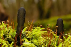 Houtsknotszwam of Dodemansvinge (Xylaria polymorpha)