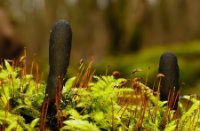 Houtsknotszwam of Dodemansvinge (Xylaria polymorpha)