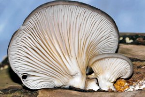 Oesterzwam (Pleurotus ostreatus, winterpaddenstoel)