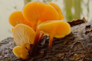 het Fluweelpootje (Flammulina velutipes)