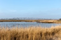 Wilde ganzen, Midden-delfland - natuurgebied de ruigte, Wilde ganzen