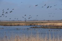 Wilde Ganzen, Midden-Delfland - natuurgebied de ruigte, Wilde Ganzen