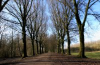 Hoge Bomen, Midden-Delfland - natuurgebied de Ruigte, Hoge Bomen