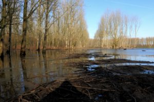 Bomen in Water