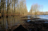 Bomen in Water, Midden-Delfland - natuurgebied de Ruigte, Bomen in Water