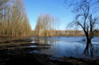 Bomen in water, Midden-Delfland - natuurgebied de Ruigte, Bomen in water