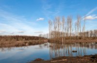 Rust plaats van trek vogels, Midden-Delfland - natuurgebied de Ruigte, Rust plaats van trek vogels