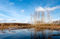 Rust plaats van trek vogels, Midden-Delfland - natuurgebied de Ruigte, Rust plaats van trek vogels