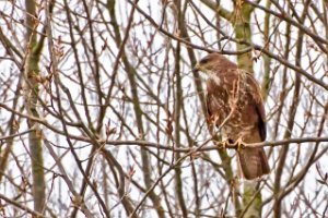 buizerd