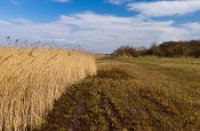 Landschap, Duinen van Goeree, Landschap