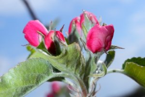 Bloesem aan de appelbomen op Appeldijk aan de Linge