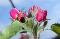 Bloesem aan de appelbomen op Appeldijk aan de Linge