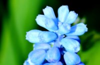 Het blauwe druifje, Landgoed Mariënwaerdt, Het blauwe druifje