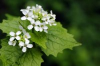 bloemen, Midden Delfland Broekpolder, bloemen