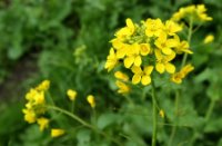 bloemen, Midden Delfland Broekpolder, bloemen