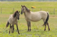 KONIKPAARDEN, maasvlakte, KONIKPAARDEN