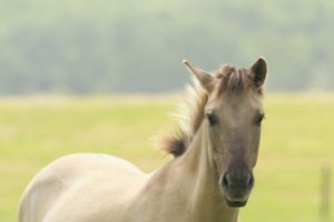 KONIKPAARDEN