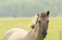 KONIKPAARDEN, Maasvlakte, KONIKPAARDEN